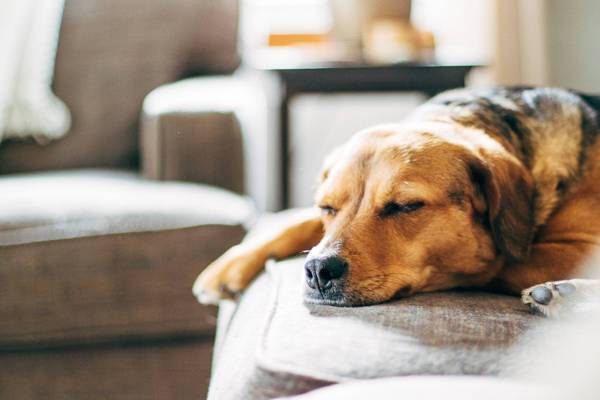 Dog laying on the floor looking out the window.