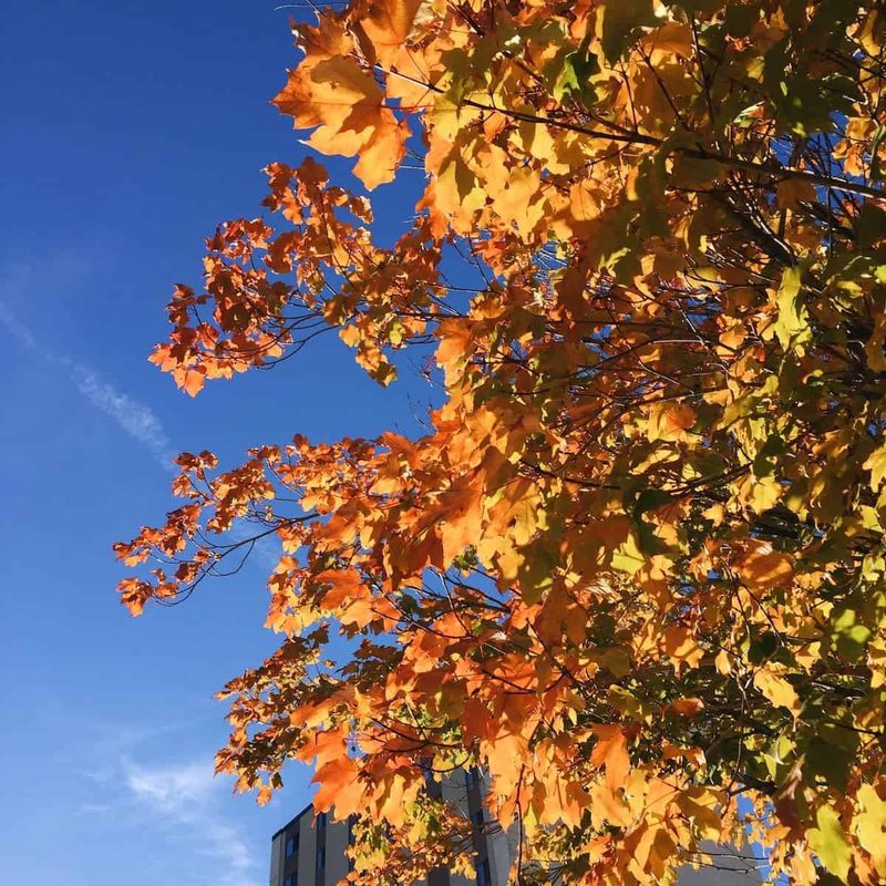 Orange and yellow leaves against a blue sky.