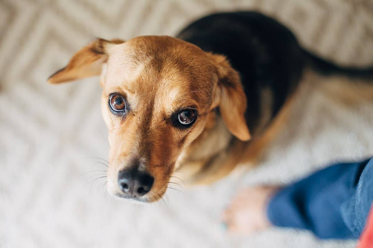 Dog looking up at the camera.